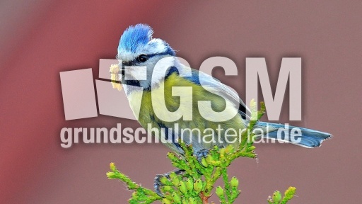 Blaumeise_mit_Futter (12).jpg